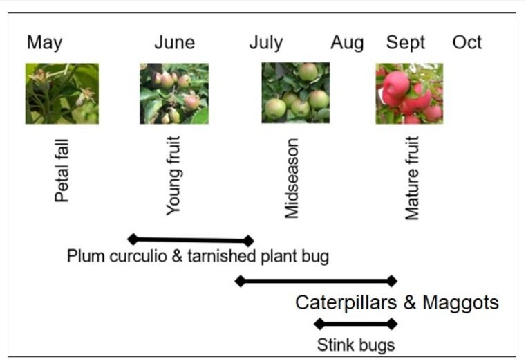 Figure 12 apple dd .jpg